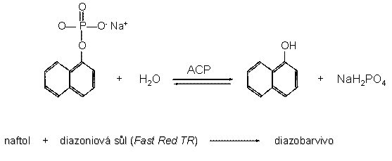 reakce4