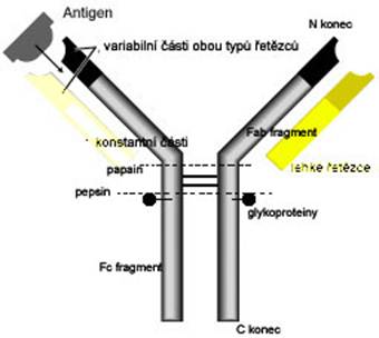 Antibody copy