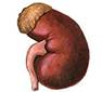http://www.nlm.nih.gov/medlineplus/images/kidney.jpg