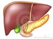http://www.dreamstime.com/pancreas-and-liver-thumb17396992.jpg