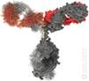 http://visualscience.ru/feature-img/immunoglobulin/immunoglobulin-g-1.jpg