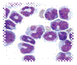 http://www.mhs.manchester.ac.uk/images/course-marketing/oncology/oncology3.jpg