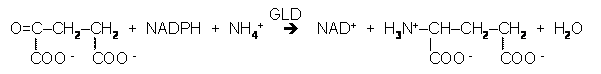 amoniak1
